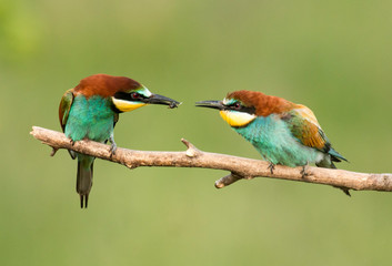 Common Bee-eaters pair in breeding performance 