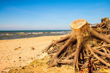 Fototapeta na wymiar Driftwood at a beach of the Baltic Sea