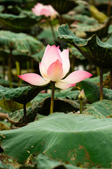 beautiful pink lotus in the swamp