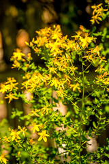 St. John wort, medicinal plant with flower