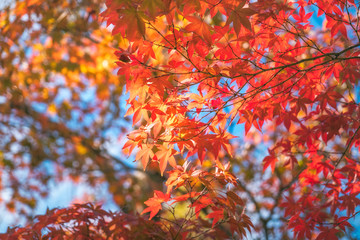 Autumn foliage in a maple tree at Kinkaku-ji Zen garden in Kyoto, Japan. Going out to see the fall colors is one of the best experiences you can have in Japan — and one of the most popular.