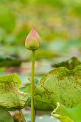  pink lotus flower and leaves in the swamp