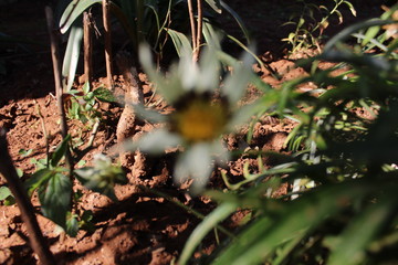 cat flower