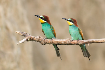 Common Bee-eaters pair in breeding performance 