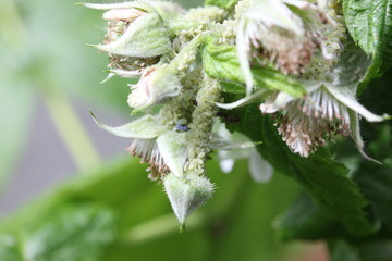 green aphids on raspberry plant, ants around, garden