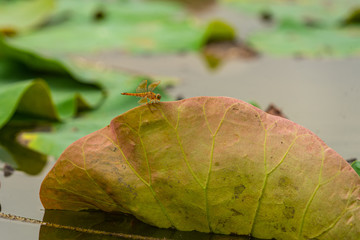 dragonfly on lotus leaf in the swamp