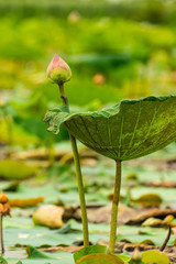 lotus flower and leaves in the swamp
