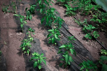 agriculture paprika plants. pepper plants in greenhouse. 