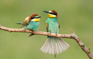 Common Bee-eaters pair in breeding performance 