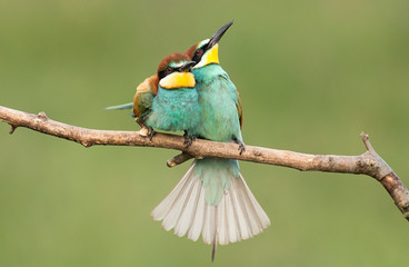 Common Bee-eaters pair in breeding performance 