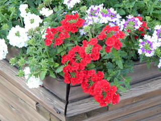 Outdoor decorative vases or boxes with beautiful flowers