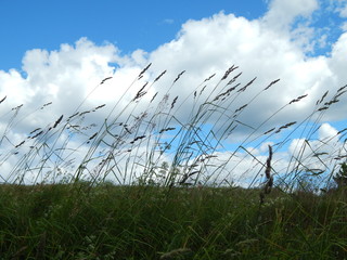 Green grass, blue sky and white clouds - a classic summer landscape, the horizon line is clearly visible