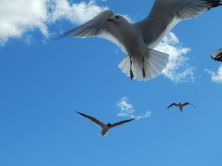 White seagull is flying in the blue sky