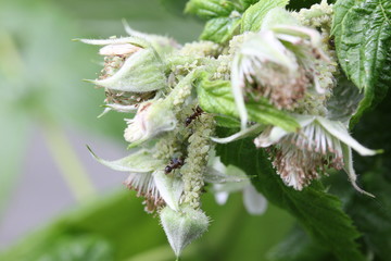 green aphids on raspberry plant, ants around, garden