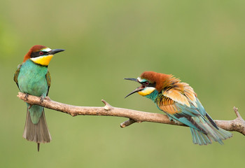 Common Bee-eaters pair in breeding performance 