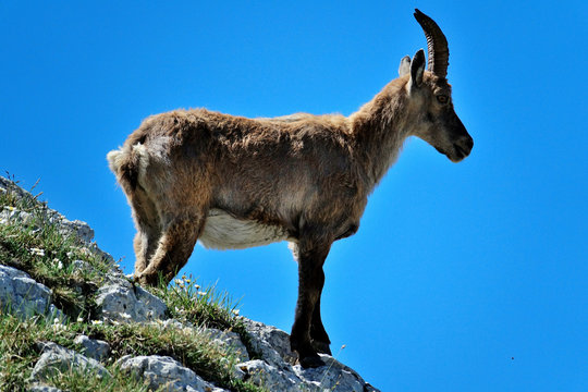ibex in the French Alps