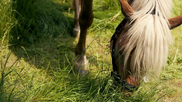 Horse is eating fresh grass on the green meadow, close up. Prores, slow motion