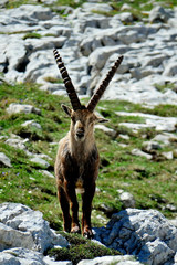 ibex in the French Alps