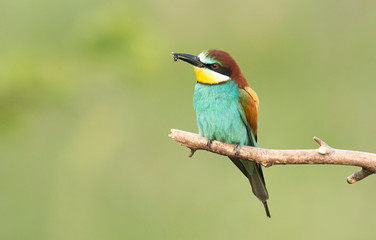 Common bee-eater pair in breeding season