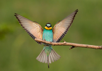 Common bee-eater pair in breeding season