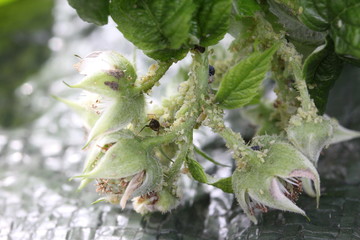 green aphids on raspberry plant, ants around, garden