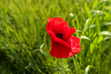 Obraz premium Flower meadow along the long-distance hiking trail Neckarsteig in Germany