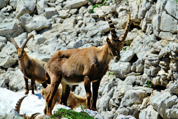 ibex in the French Alps