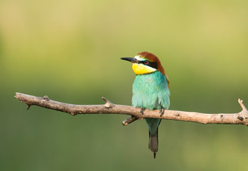 Common bee-eater pair in breeding season