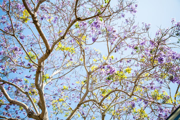 Beautify Tree Covered in Pink Flower