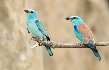 European Roller breeding performance