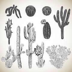 Vintage Hand Drawn Cactus Set