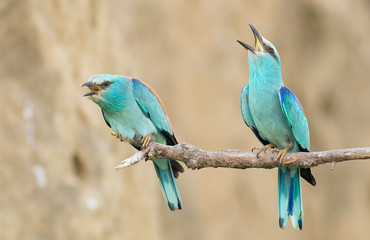 European Roller breeding performance