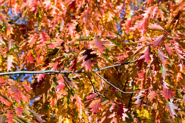 autumn oak foliage on trees
