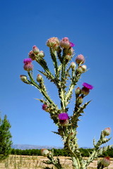Fleurs de chardon mauves sur fond de ciel bleue=.