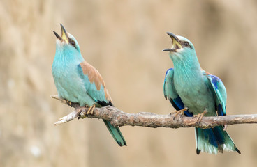 European Roller breeding performance