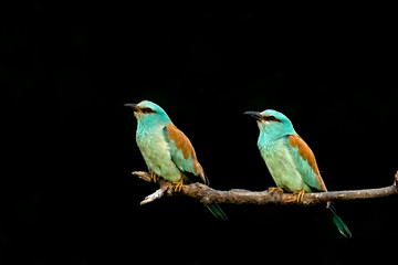 European Roller breeding performance