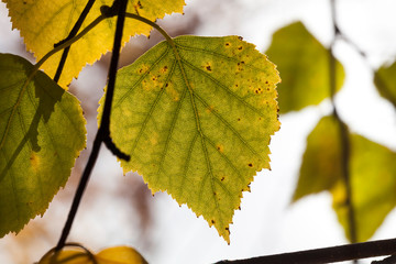 autumn foliage birch