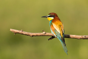 Common bee-eater pair in breeding season