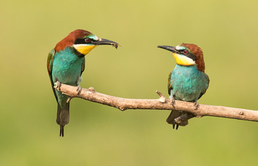 Common bee-eater pair in breeding season