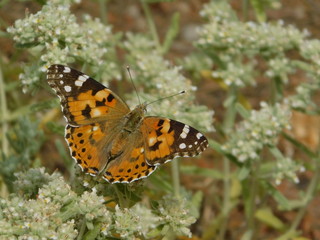 A painted lady, or Vanessa cardui butterfly