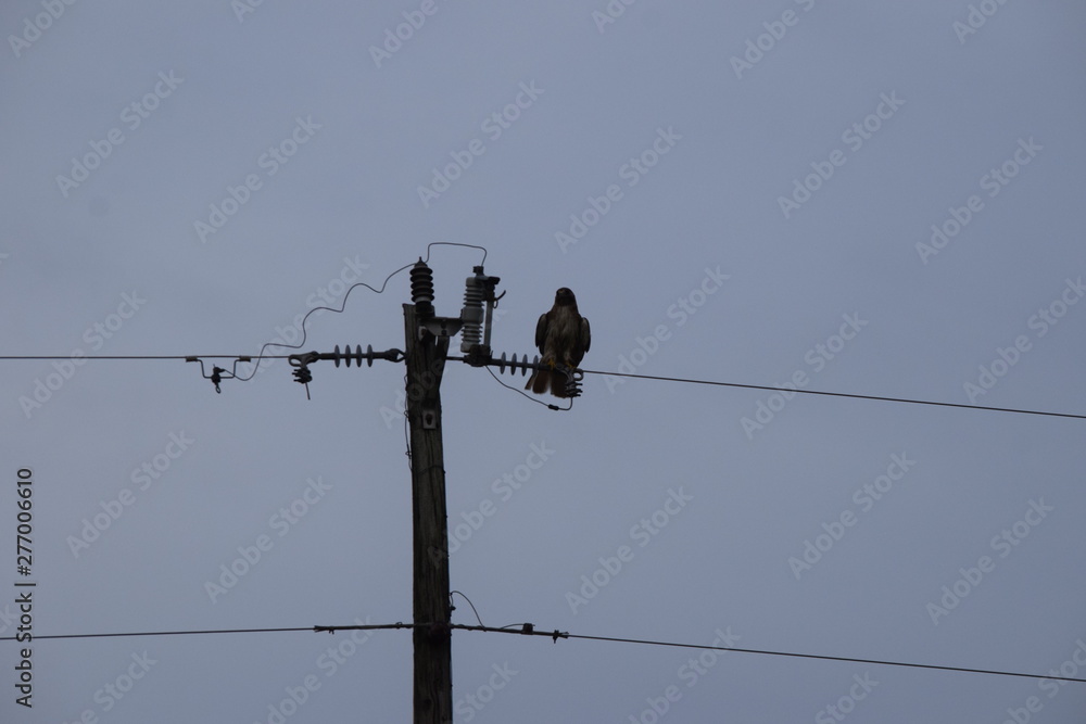 Canvas Prints Hawk on a Wire