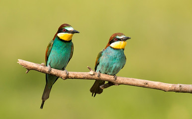 Fototapeta na wymiar Common bee-eater pair in breeding season
