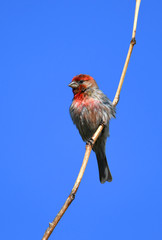 red house finch standing on twig against blue sky
