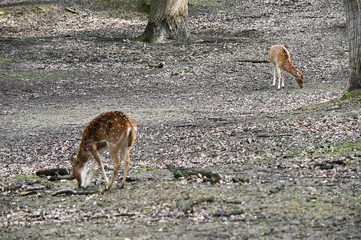 Axis - Chital in the paddock outside.