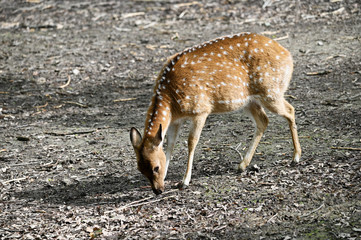 Axis - Chital in the paddock outside.
