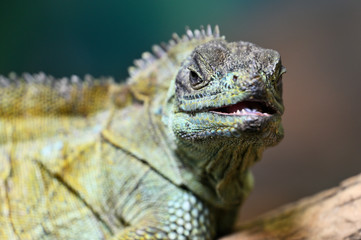 Hydrosaurus amboinensis - detail of green lizard head.