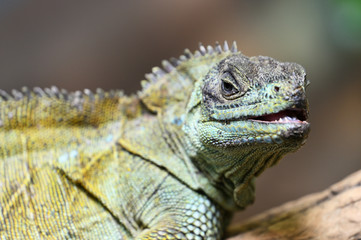Hydrosaurus amboinensis - detail of green lizard head.