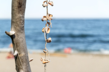 Group of rapan shells linked via rope on a tree as a decoration and sandy beach with tourists in background.