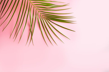Fototapeta na wymiar Palm leaf on pink background