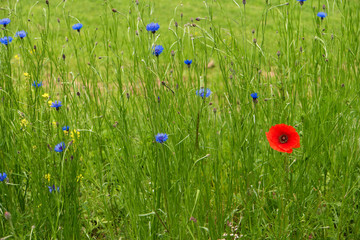 Flower meadow along the long-distance hiking trail Neckarsteig in Germany
